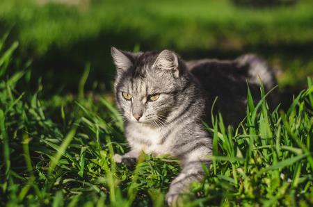 Razpis za sofinanciranje sterilizacije in kastracije lastniških mačk (Foto: Pexels)