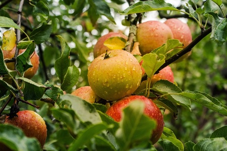 Jabolka (Foto Pixabay)