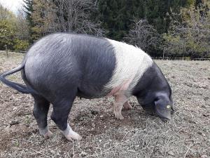 Krskopoljski-prasic_5a391c18673a1